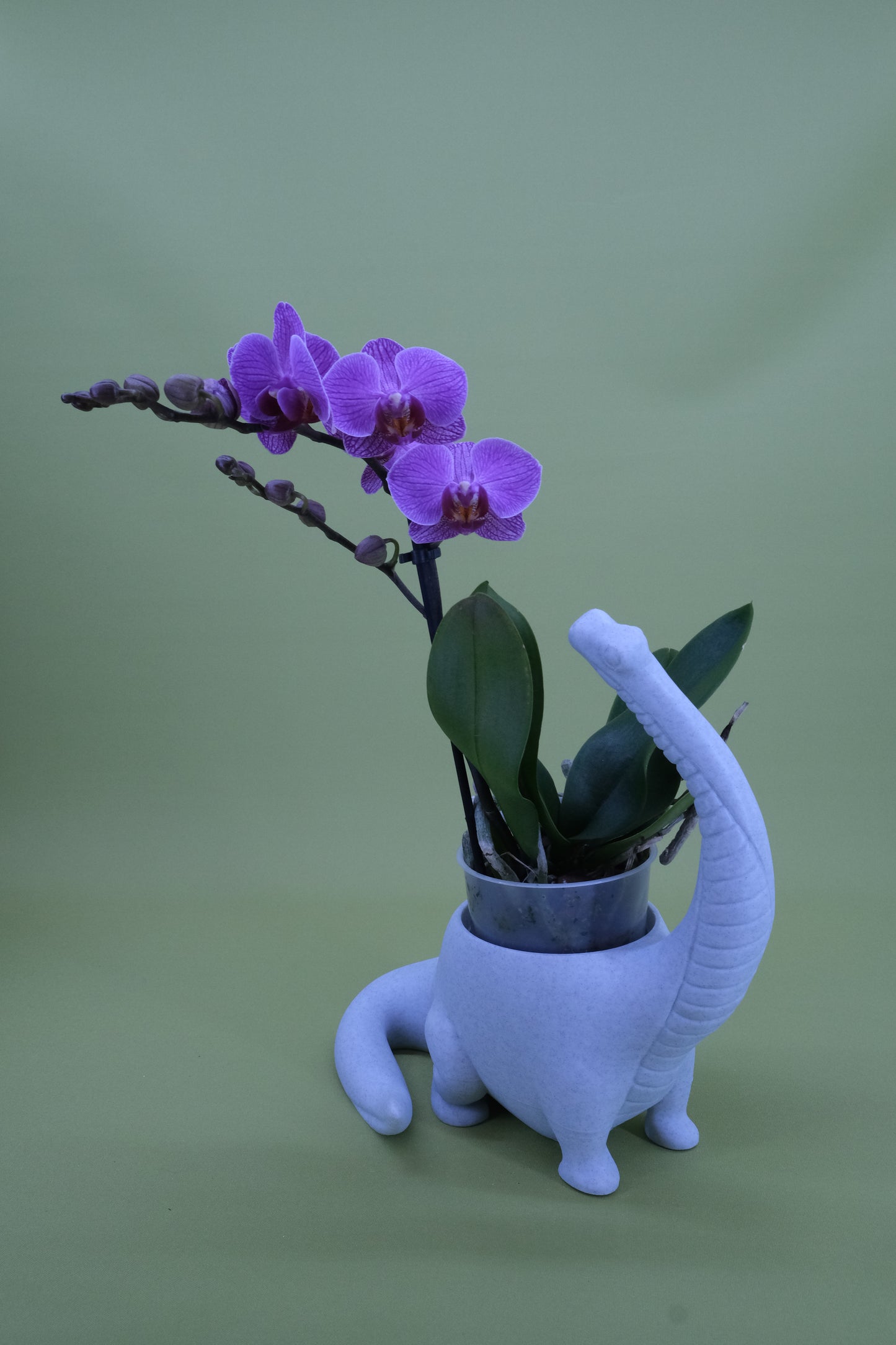 Brachiosaurus Pflanzgefäß II – verspielter Übertopf in Dinosaurierform