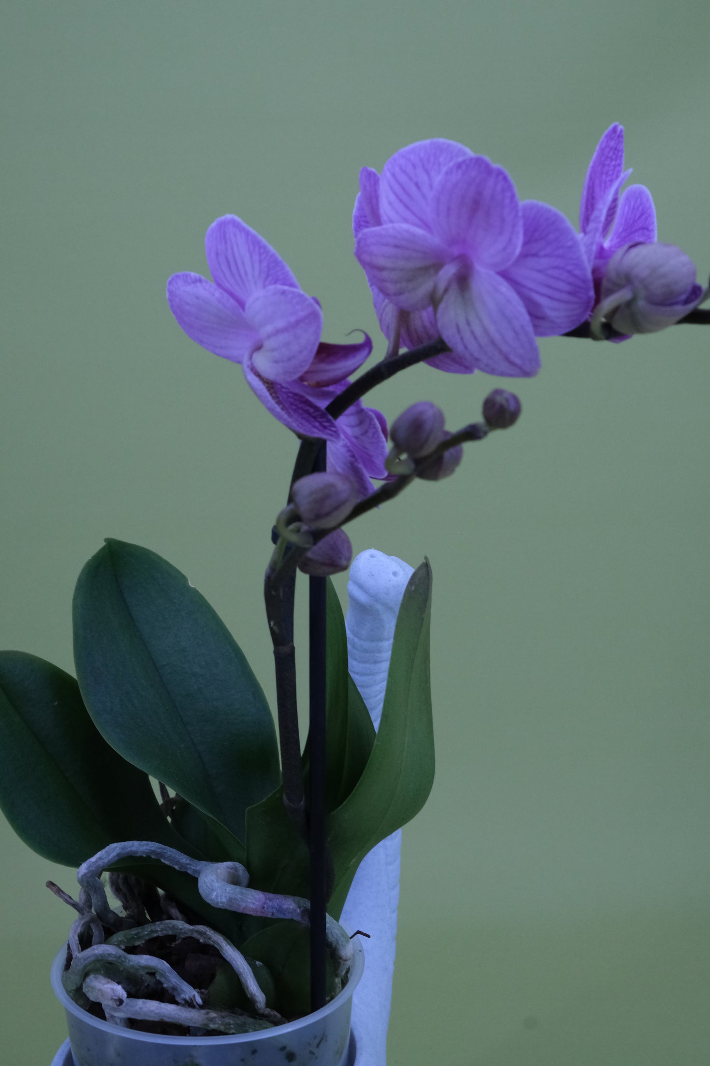 Brachiosaurus Pflanzgefäß II – verspielter Übertopf in Dinosaurierform